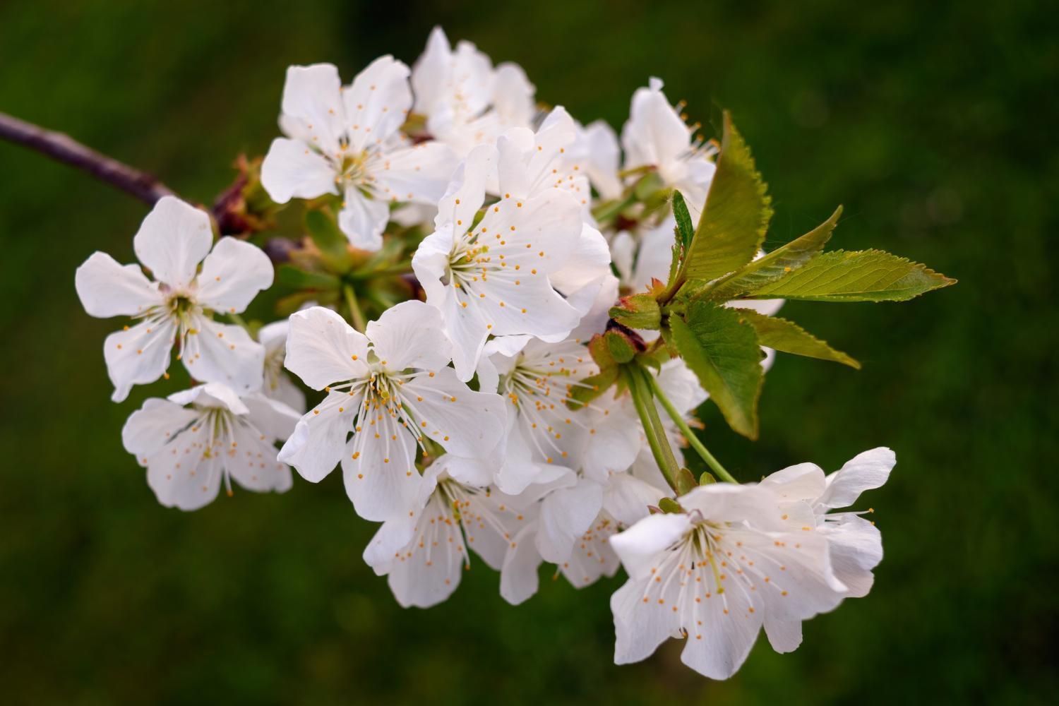 Schuttertal Room In Guest Room - Double Room Apple Blossom מראה חיצוני תמונה